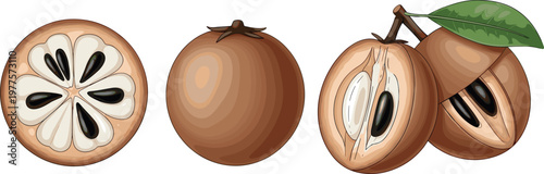 Sapodilla Fruit Collection with Whole, Sliced, and Seeded Variations for Exotic Food, Tropical Fruit, and Agricultural Illustrations