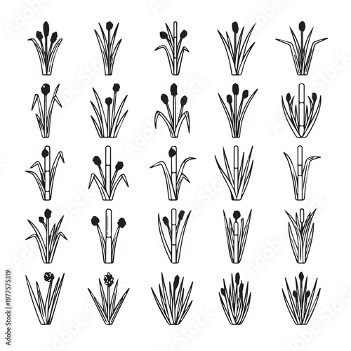 Reed plant variations in a simple line drawing style for natural design
