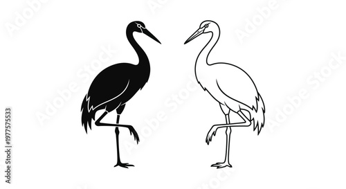 Black and White Crane Birds Silhouette Comparison Vector
