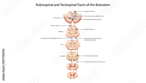 Rubrospinal and Tectospinal Tracts of the Brainstem
descending motor pathways from the midbrain including rubrospinal and tectospinal tracts.