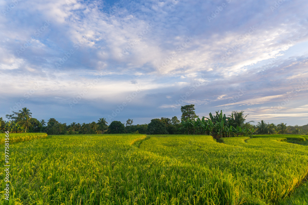 Fototapeta premium Beautiful morning view in Indonesia, panoramic landscape of rice fields with mountain ranges and clear sky