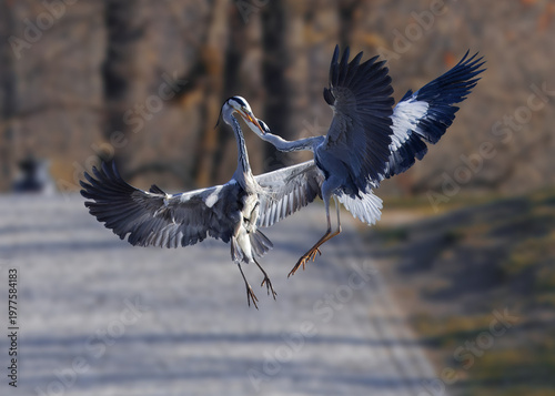 Spectacular mid-air battle between two grey herons locked by their beaks. A rare wildlife moment capturing a fierce territorial clash in Prague Stromovka park. Perfect for nature documentaries.