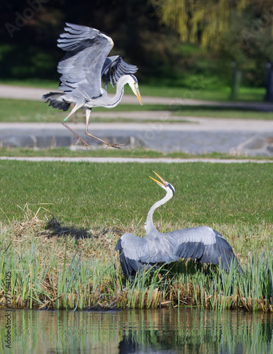 Action shot of two Grey Herons, Ardea cinerea interacting by a pond in Stromovka park. One heron lands while the other defends its territory with an open beak. Ideal for wildlife projects.