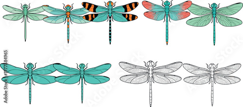 Fresh lemon slices with parsley leaves vector illustration food ingredient set isolated citrus fruit garnish design collection