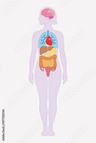 A stylized illustration of the human body highlighting internal organs, providing educational insight into human anatomy, health, and biological systems essential for life.