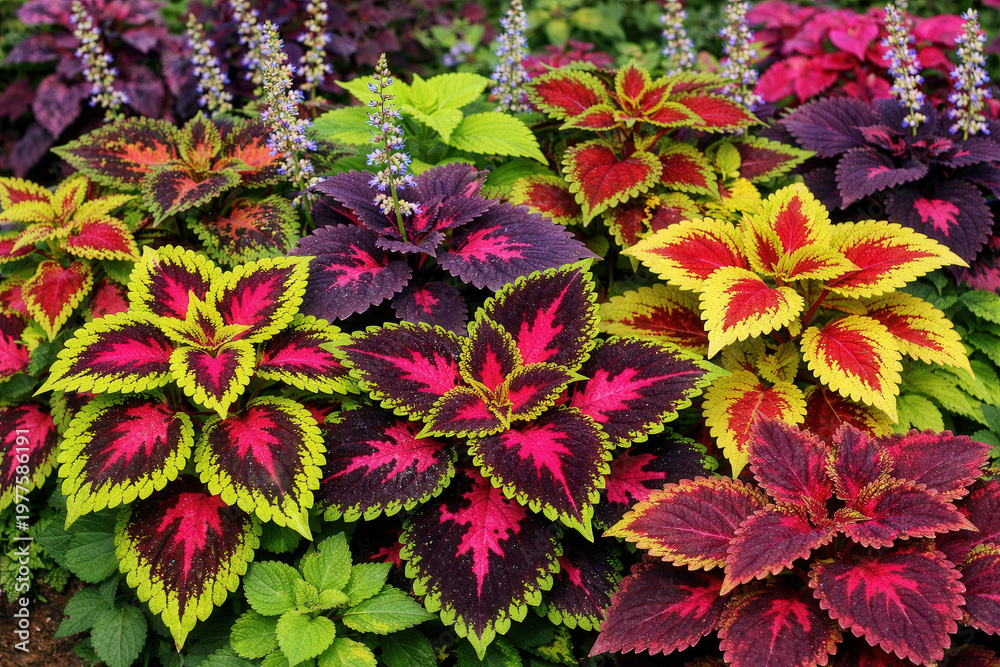 Naklejka premium The colorful leaves of Coleus or Plectranthus scutellarioides . Beautiful leaves are popular for planting