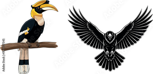 Hornbill and owl vector set with tropical bird and flying raptor silhouette, detailed wildlife illustration collection for nature design projects