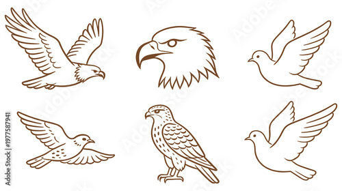 Set of bird of prey illustrations including flying eagle hawk falcon and dove art.
