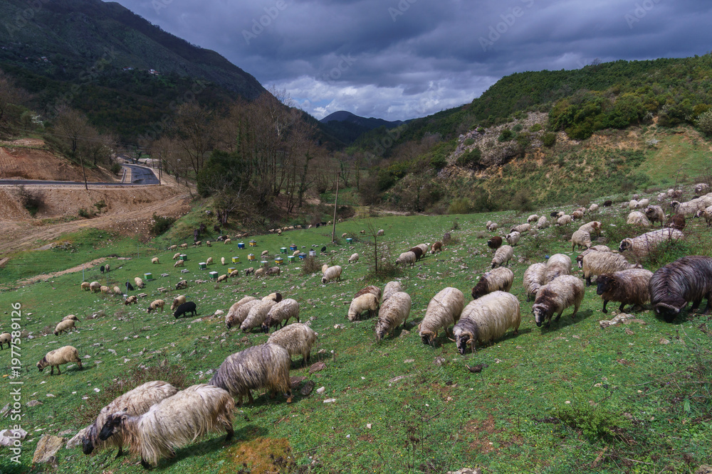 Fototapeta premium Sheep herd grazing on a meadow in the green albanian landscape, Muzine, Albania