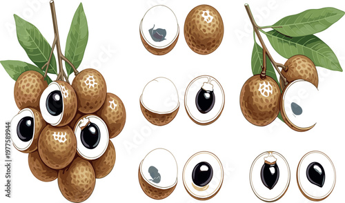 Fresh longan fruit with leaves whole peeled and sliced showing translucent flesh and seed isolated tropical food vector illustration set