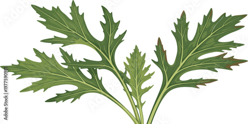 Fresh mizuna mustard greens leaves isolated illustration showcasing organic leafy vegetable with detailed texture for healthy salad ingredient design