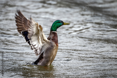 Male Mallard duck flapping wings