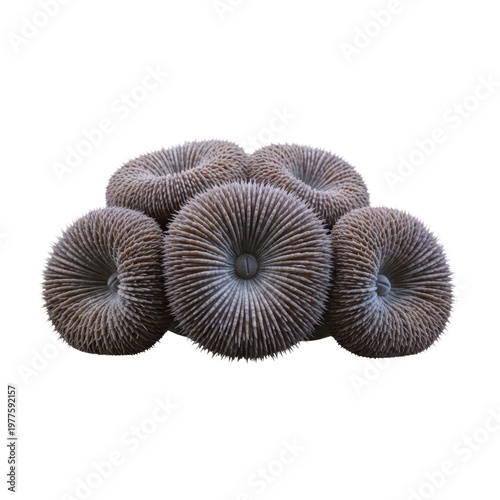 Cluster of mushroom coral