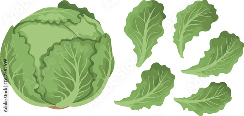 Green cabbage head and fresh lettuce leaves collection, leafy vegetables set in flat style isolated vector illustration