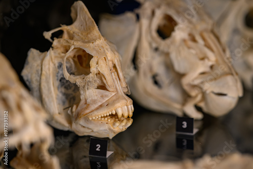 Close-up of a prepared gilthead seabream skull in a showcase.