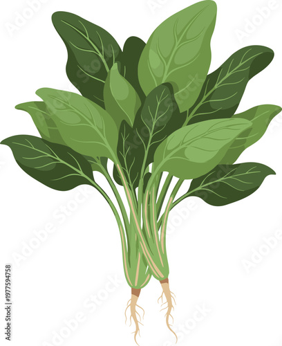 Fresh spinach bunch with roots isolated on white background, green leafy vegetable illustration for healthy eating and organic food design