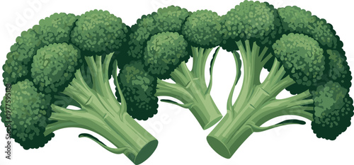 Fresh broccoli florets isolated on white background, green organic vegetable illustration for healthy eating, cooking and nutrition design