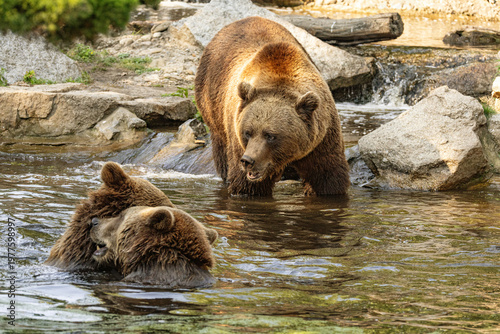 Wild brown bear ursus arctos