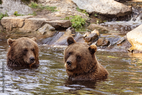 Wild brown bear ursus arctos