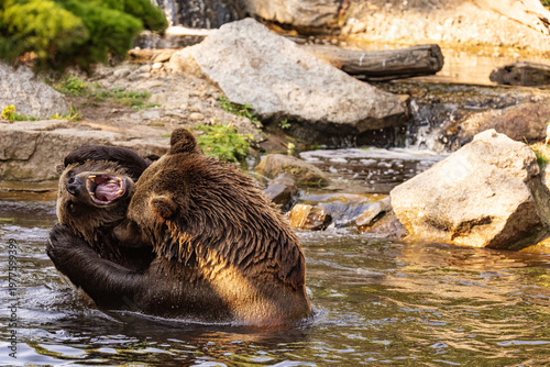 two Wild brown bear ,ursus arctos playing