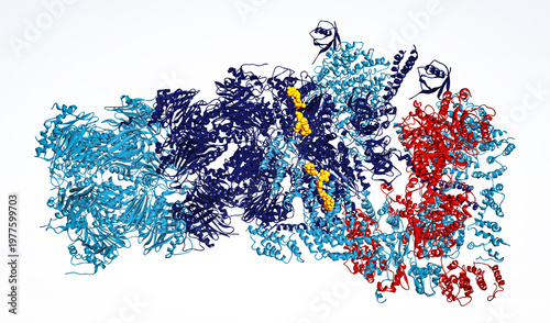 Canvastavla 26S Proteasome molecular machine structure