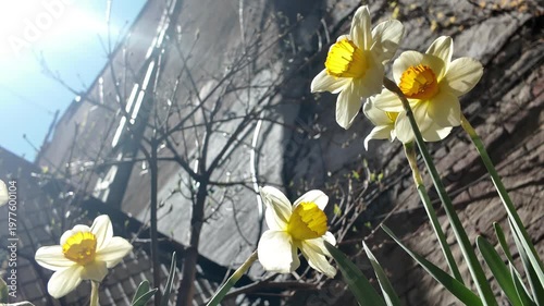 low angle view of daffodils