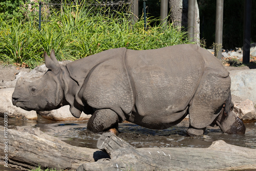 portrait of an adult rhinoceros on a sunny day on a natural background