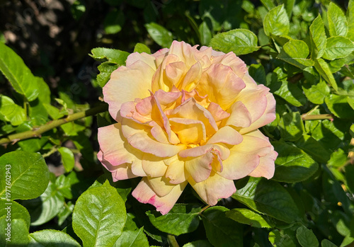 Rosa beautiful flower yellow pink petals.