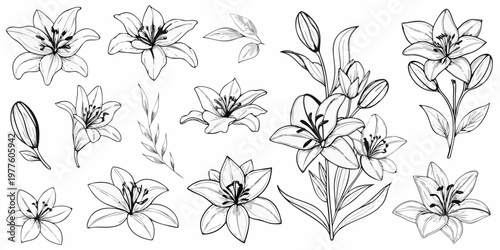Detailed monochrome illustration of various lily flowers and foliage