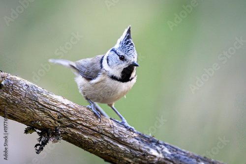 European crested tit (Lophophanes cristatus)