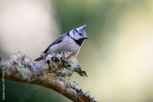 European crested tit (Lophophanes cristatus)