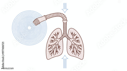 human lungs with trachea and bronchi illustration