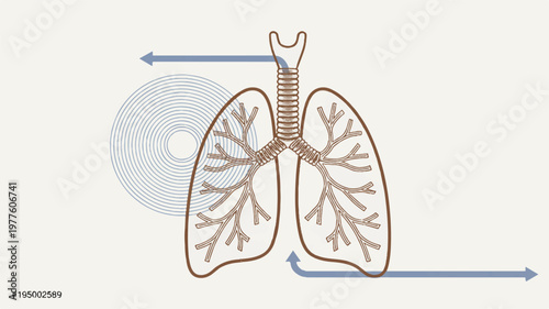 Human lungs anatomy with trachea and bronchi illustration
