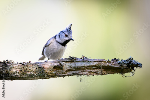 European crested tit (Lophophanes cristatus)