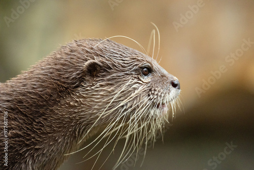 Asian small clawed otter Amblonyx cinerea, small clawed otter