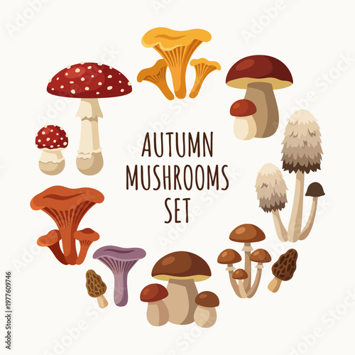 This vibrant autumn mushroom set showcases a diverse variety of mushrooms, featuring unique shapes and colors that appeal to nature lovers and culinary enthusiasts alike.