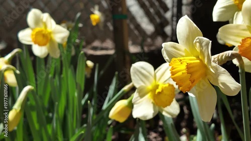 alt daffodils in a Brooklyn garden