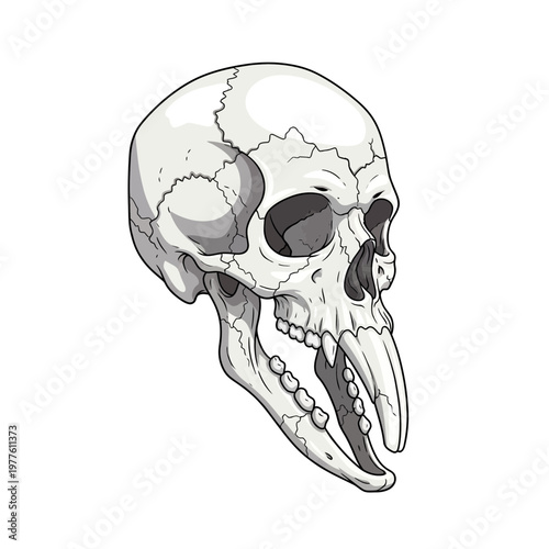 Baboon Skull with Open Jaw and Large Tusks
