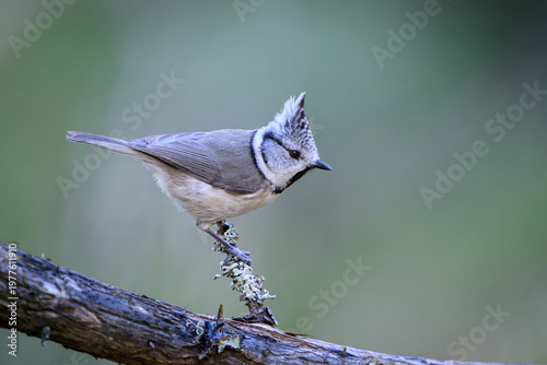 European crested tit (Lophophanes cristatus)