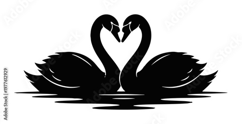 Two black swans forming a heart shape with their necks a symbol of love and romance isolated on a white background