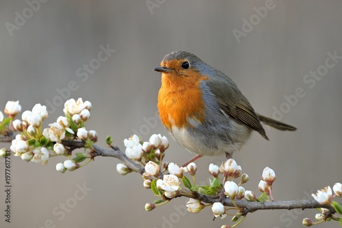 European robin Erithacus rubecula bird songbird wildlife nature predator cock o the north, beautiful animal mountain finch, animal, bird watching ornithology, flower bud fauna wildlife Europe