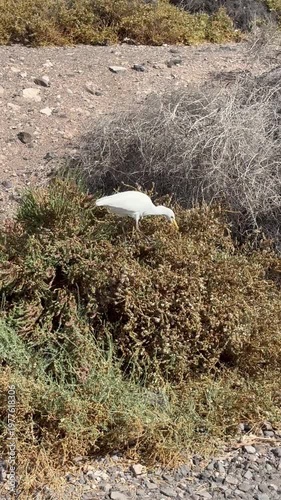 Silberreiher in seinem natürlichen Lebensraum auf  der Insel Fuerteventura auf Futtersuche