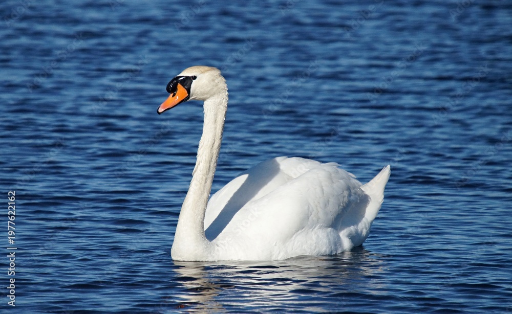 Fototapeta premium Cygne blanc dans la Camargue