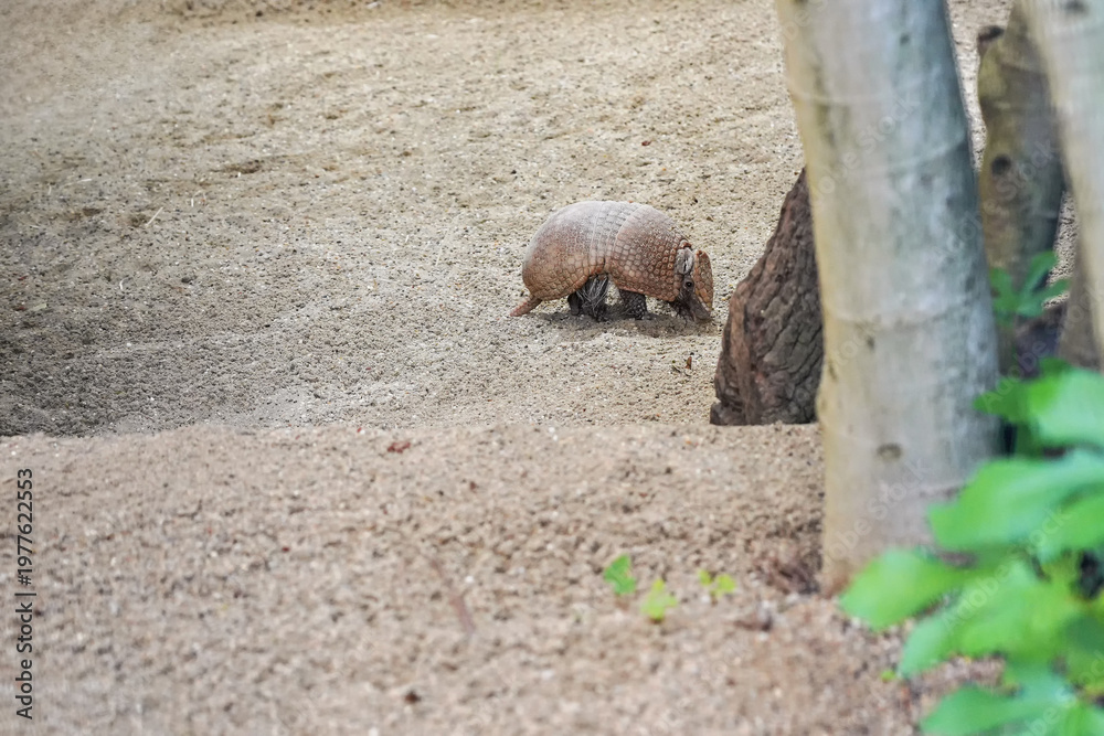 Obraz premium Small southern three-banded armadillo spotted in zoo