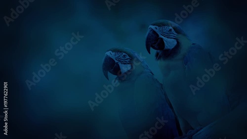 Parrots In The Jungle In The Evening Shallow Focus
