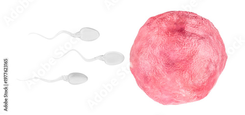 Tableau sur toile Sperm cells approaching ovum for fertilization concept