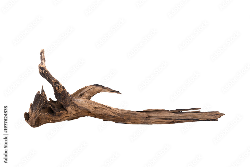 Obraz premium Driftwood aged wood isolated on white background. Piece of driftwood driftwood close up for aquarium.