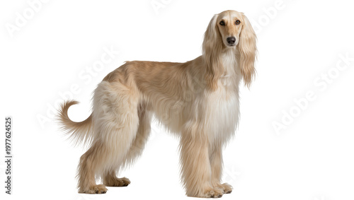 Majestic Afghan Hound dog with luxurious blonde and cream long fur, standing proudly, isolated full body studio shot PNG