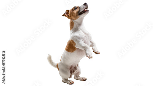 A playful Jack Russell Terrier dog standing on hind legs, looking up with an open mouth, isolated PNG on transparent background, ready for playful pet designs