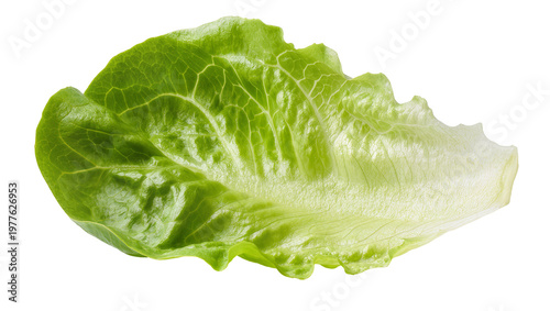 Vibrant green romaine lettuce leaf, fresh and crisp, perfectly isolated on transparent background, healthy vegetable PNG for culinary designs